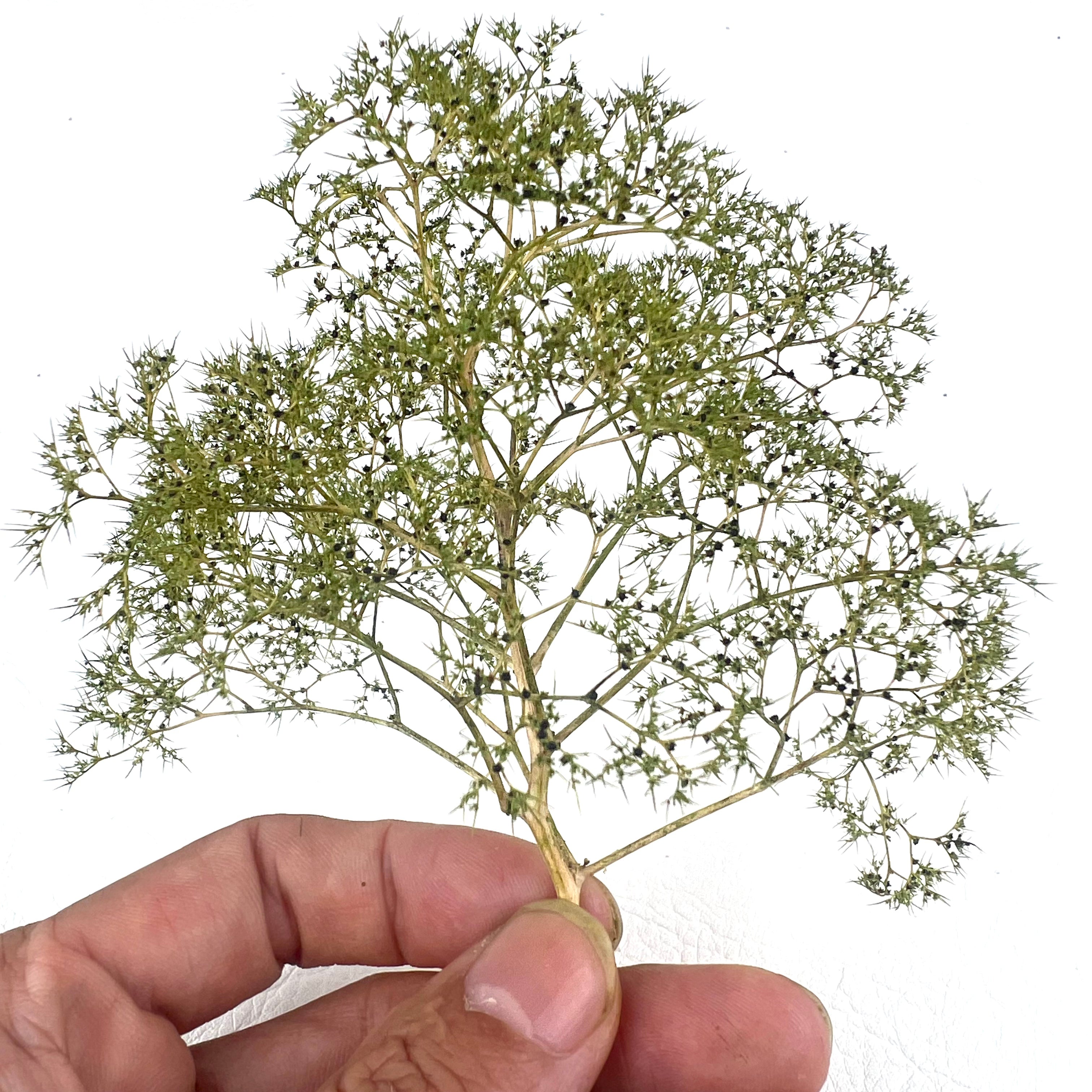 Miniature Spiny Quinoa Simulation Trees Plants for Railway Train Layout/Military Scenery/Wargame/Diy Model Making/Diorama 1Box