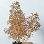 Sea Foam/Sea Moss Model Making Trees Accessories Plant Material for Miniature Forests Bushes in Model Building,Model Train