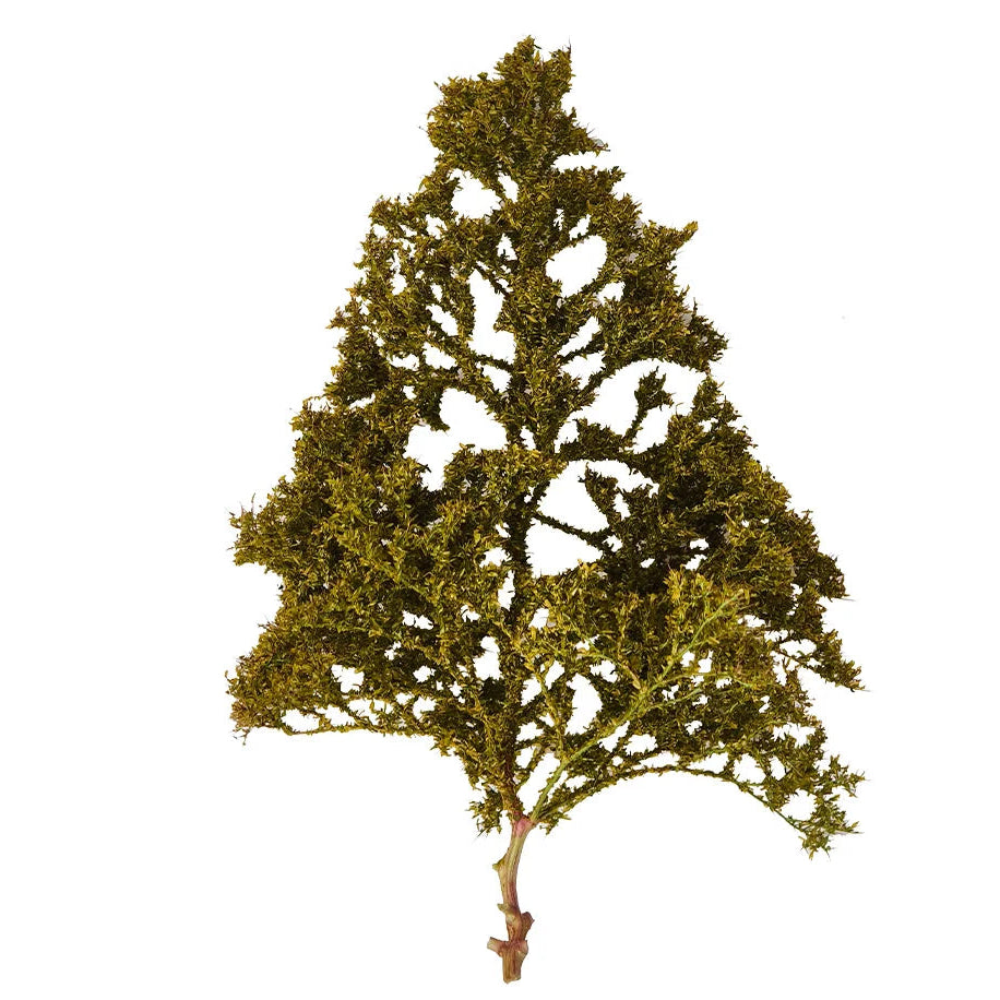 Simulation Seafoam Trees for Diorama & Model Scenery (2PCS) – Realistic Chenopodium Spinosum Trees for Railway, Wargaming & Landscape Models