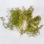 Seafoam Miniature Tree Branches in Multiple Colors – Realistic DIY Trees for HO OO N Scale Diorama Scenery