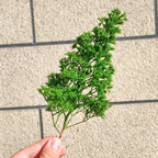 Simulation Seafoam Trees for Diorama & Model Scenery (2PCS) – Realistic Chenopodium Spinosum Trees for Railway, Wargaming & Landscape Models