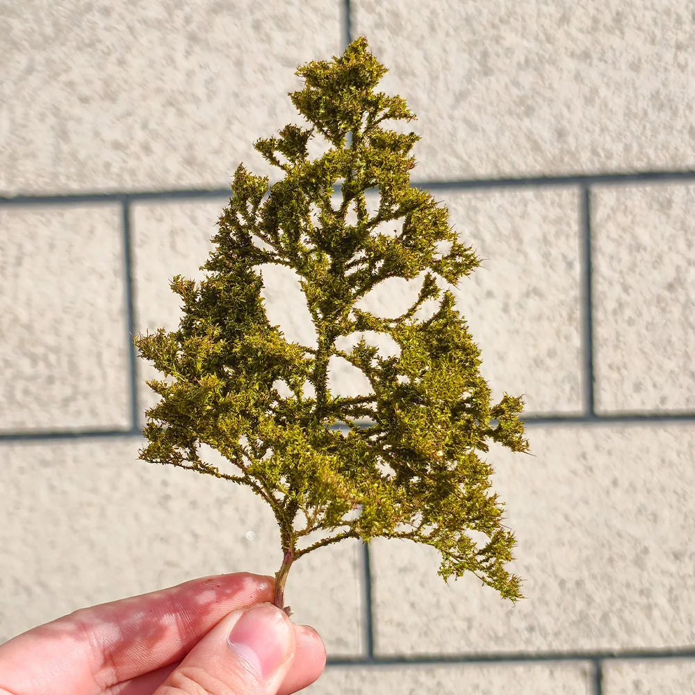 Simulation Seafoam Trees for Diorama & Model Scenery (2PCS) – Realistic Chenopodium Spinosum Trees for Railway, Wargaming & Landscape Models
