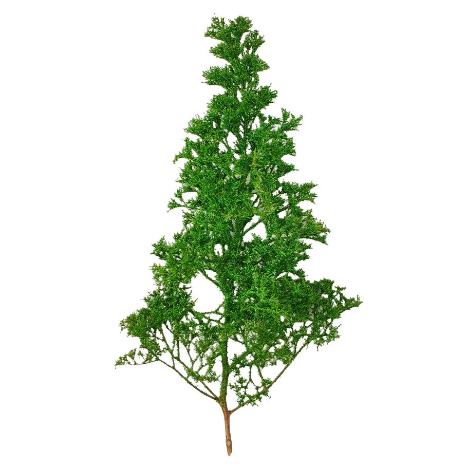 Simulation Seafoam Trees for Diorama & Model Scenery (2PCS) – Realistic Chenopodium Spinosum Trees for Railway, Wargaming & Landscape Models